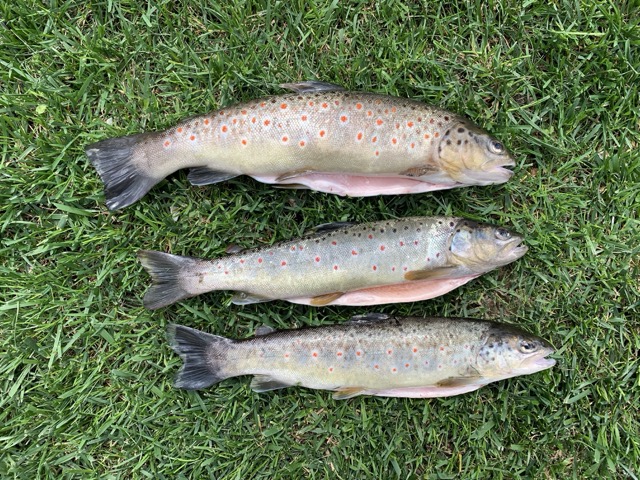 Die Diemel im Frühling