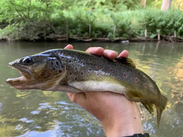 Der Mühlgraben im Frühling